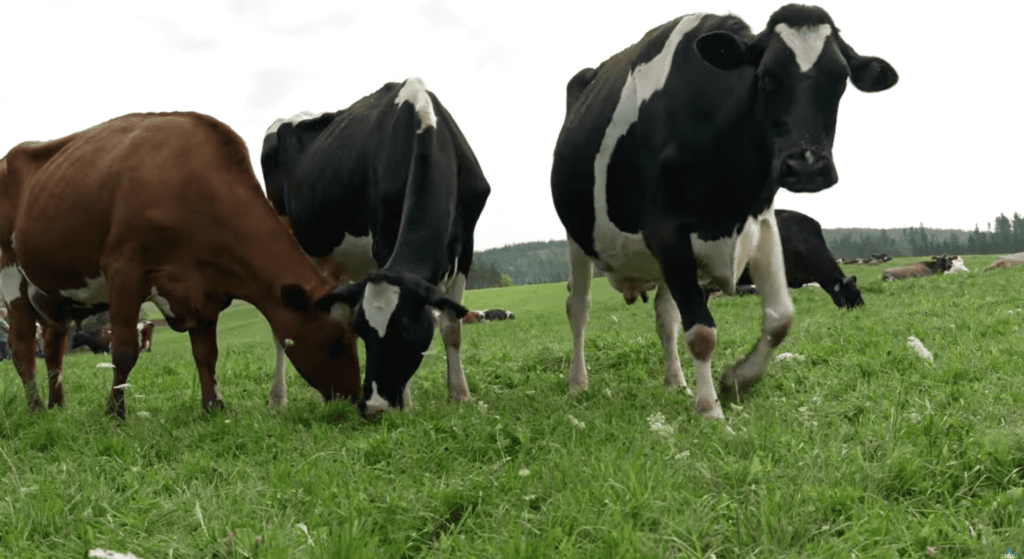 This one of cows